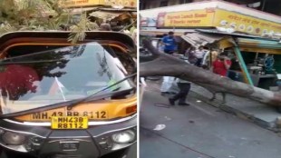 Tree fall in Navi Mumbai
