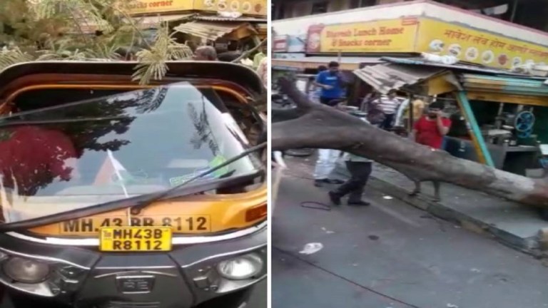 Tree fall in Navi Mumbai