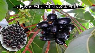 Benefits Of Eating Jambhul What is Right Time To Eat Jamun How Much To Eat in a day Get Healthy Teeth and Heart Read here