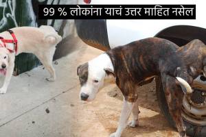 Why Dogs Only Pee on Car Bike Tyres Can We Get Rid Of Urination Bad Smell Animal Health expert Tells Weird Reason