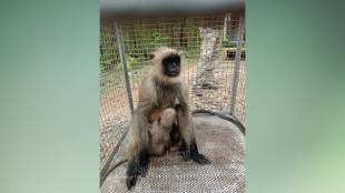 Nagpur baby monkey