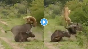 Buffalo hit the lioness video viral