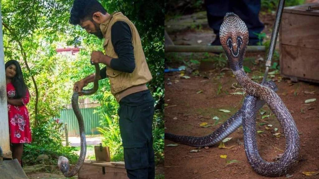 pre wedding photoshoot with cobra goes viral