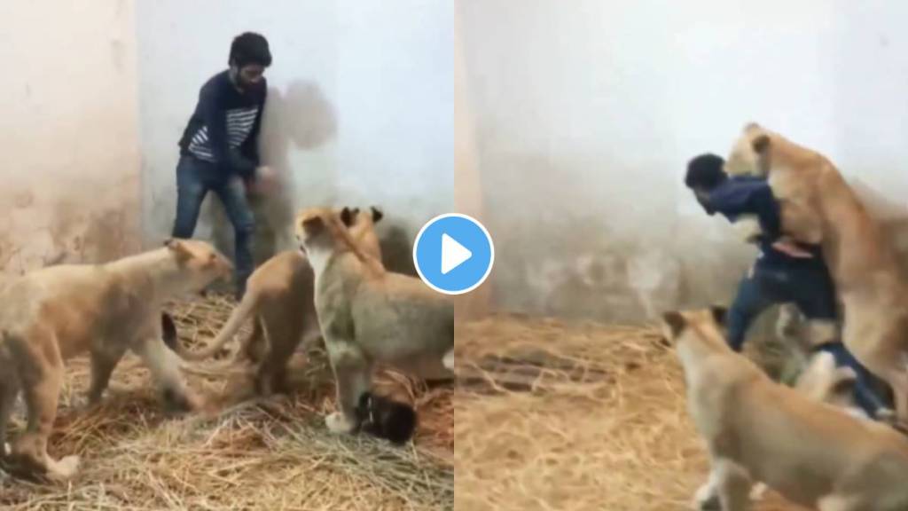 3 tigers attack on man video viral