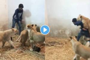 3 tigers attack on man video viral