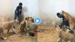 3 tigers attack on man video viral