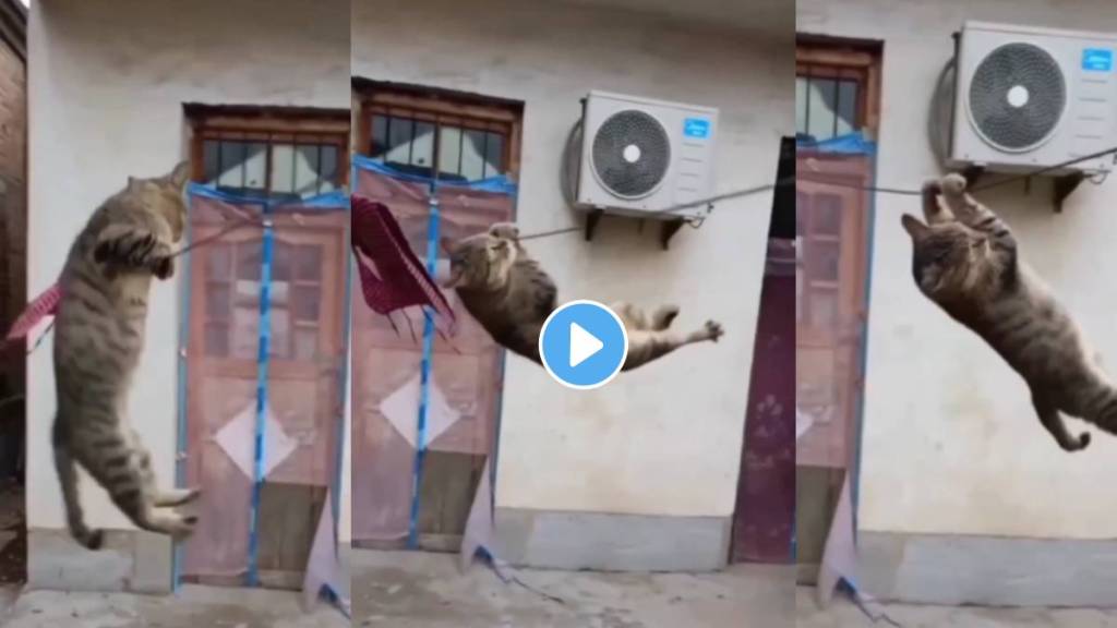 Cat is swinging on the rope funny video goes viral