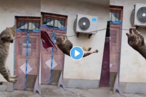 Cat is swinging on the rope funny video goes viral