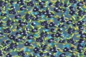 Optical Illusion IQ Test: Spot The Ant Hidden Amongst The Blueberries In 9 Seconds