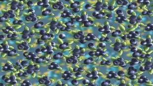Optical Illusion IQ Test: Spot The Ant Hidden Amongst The Blueberries In 9 Seconds