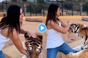 Tiger bite girl video viral