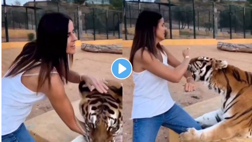 Tiger bite girl video viral