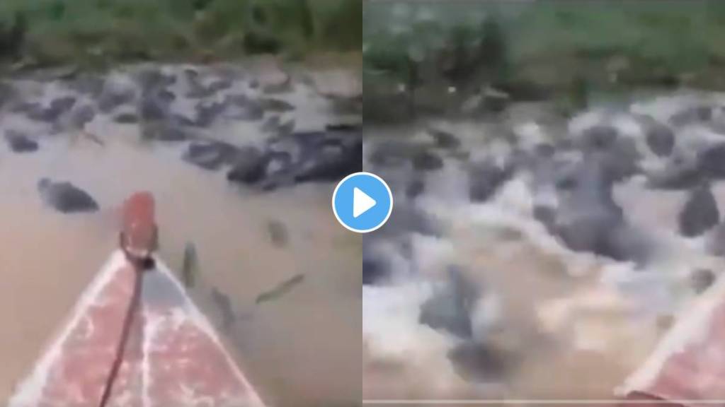 Crocodile viral video