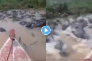 Crocodile viral video