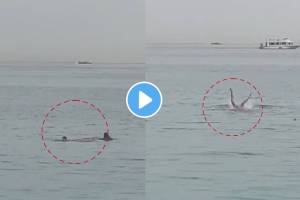 Tiger Shark Attacks Tourist