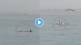 Tiger Shark Attacks Tourist