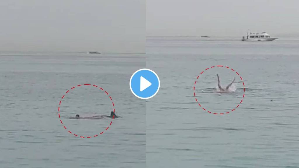 Tiger Shark Attacks Tourist