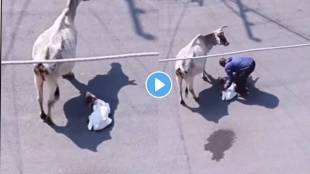 viral video of cow seen love her calf video