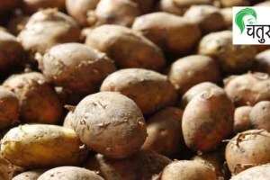 Potato king of vegetables