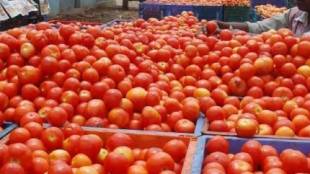 Tomatoes, 30,000 rupees, theft, vegetable market, Gondia