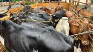 Wada police rescued 46 animals,