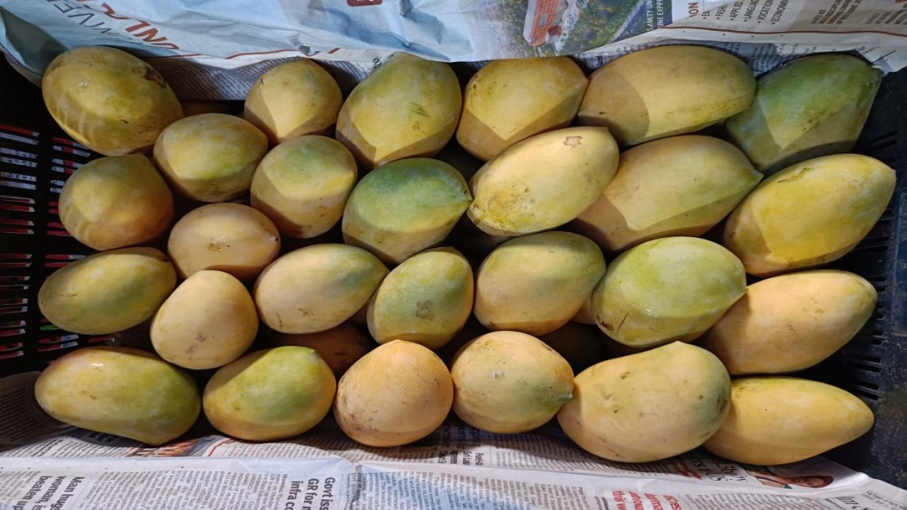 Junnar keshar mangoes APMC
