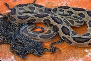 snake found in house Kagal taluka