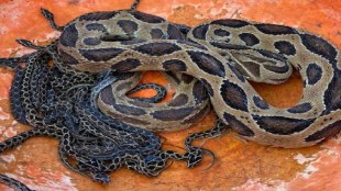 snake found in house Kagal taluka