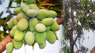 two dozen mangoes single branch