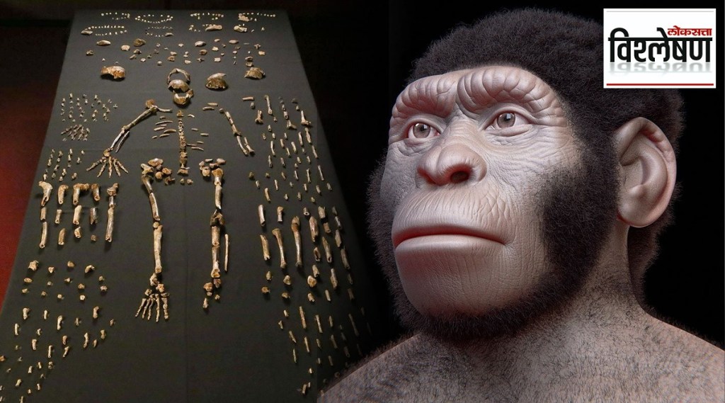Homo Naledi buried their dead in Rising Star Cave south africa