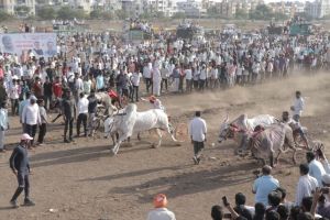 bullock cart race