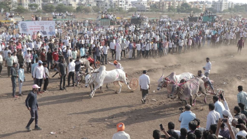 bullock cart race