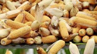 price of corn fall at the global level