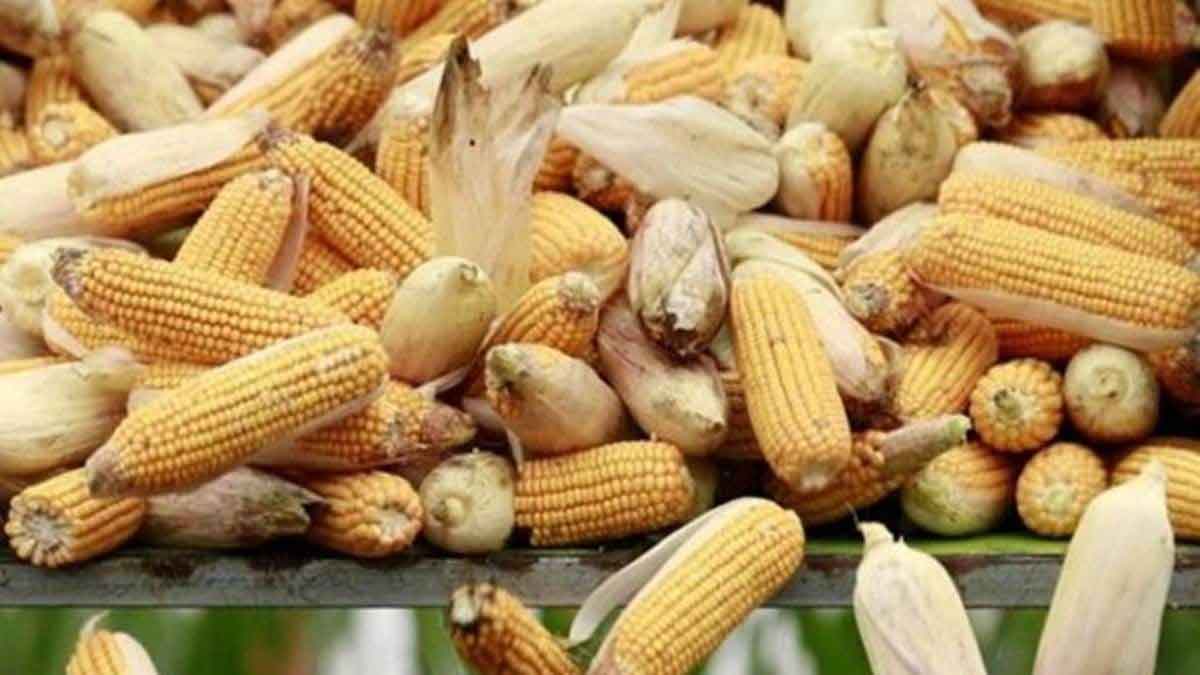 price of corn fall at the global level