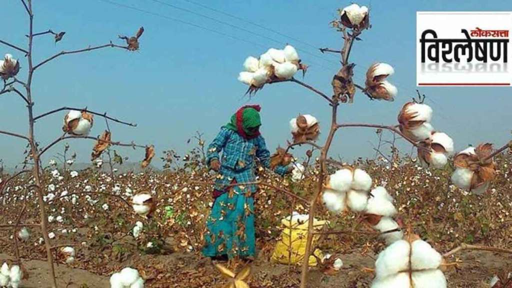 sharp fall in cotton prices