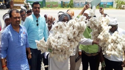 swabhimani farmers association threw cotton premises divisional commissioner office amravati
