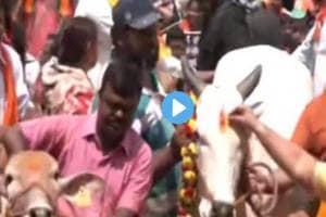 cow karnataka protest