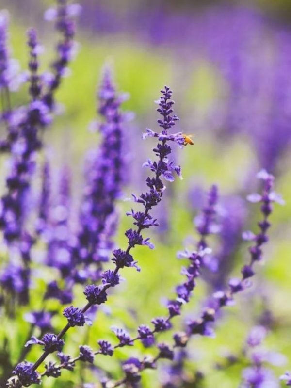 Lavender Flower Health Benefits