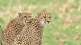 namibian cheetahs in kuno national park