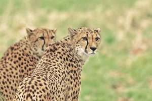 cheetahs from Namibia in kuno national park