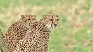 cheetahs from Namibia in kuno national park