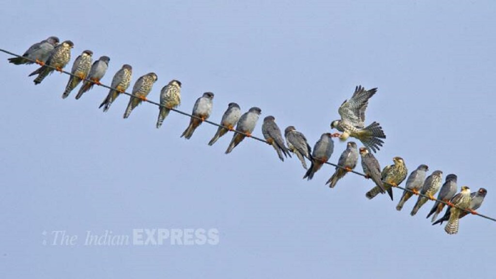 Why are birds not shocked by electricity