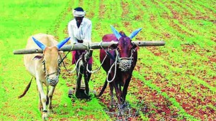 farmers relieved heavy rains started planting crops