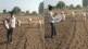 farmer cotton cultivation playing instrument government attention