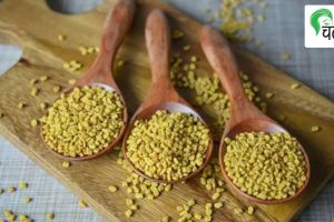 fenugreek
