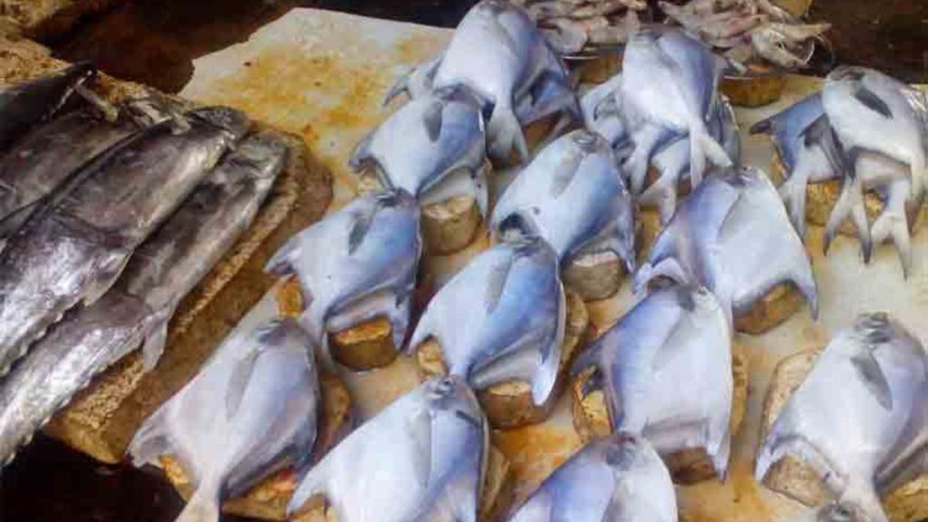 fish