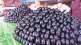 jamun