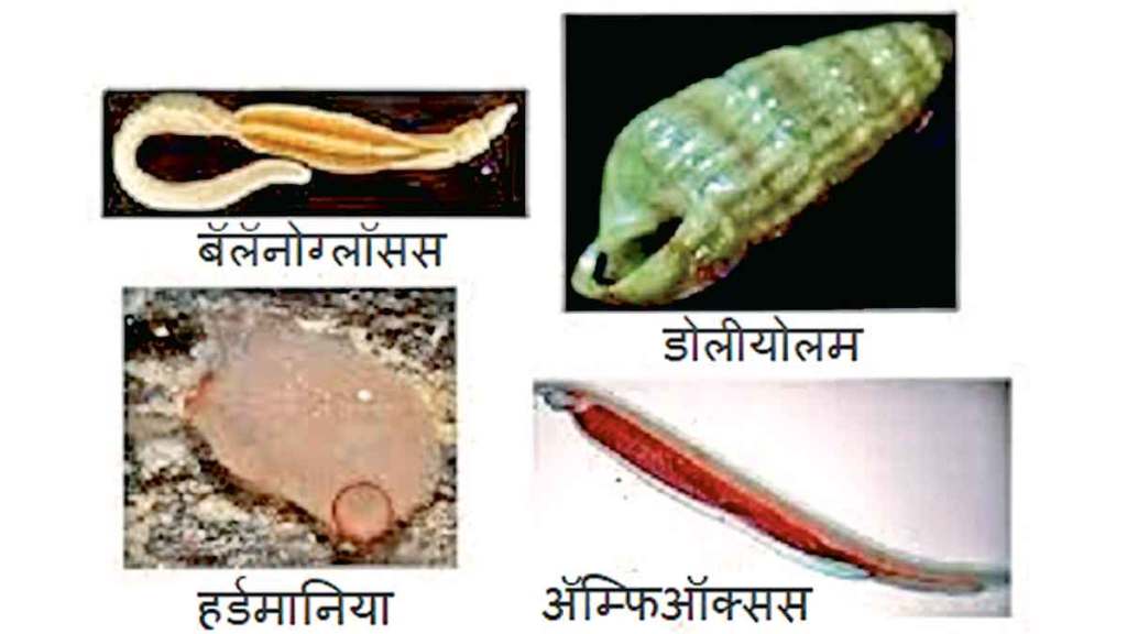 significance of protochordata