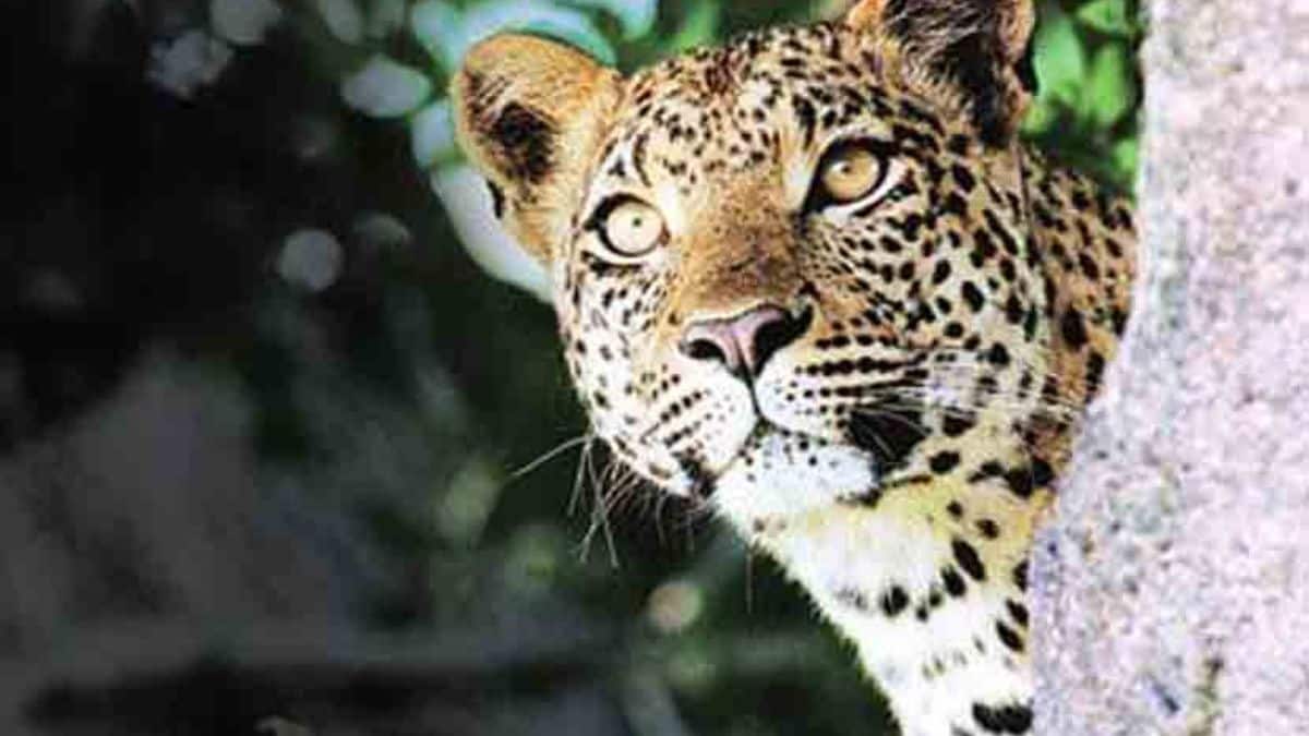 leopard