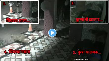leopard attack dog cctv footage viral
